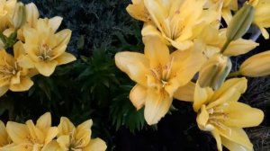 #lilium #double #лилии /Лилия махровая Фата Моргана (лат. lilium asiatic hybrid double Fata Morgana