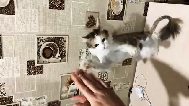 Ладушки-ладушки?? смотреть онлайн