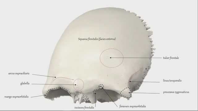 Лабиринт лобной кости. Лобная кость плоская. Губчатая кость лобная. Лобная кость выделяется. Слепое отверстие лобной кости служит.