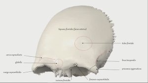 лобная кость, лобная кость анатомия