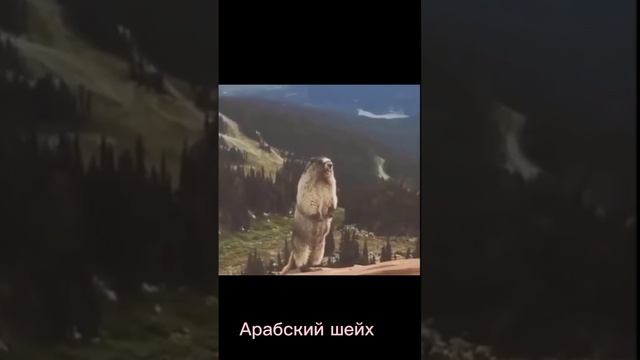 Арабский шейх на 8 марта