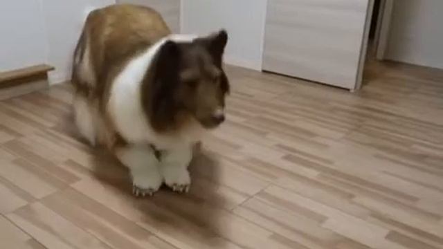 Японец потратил 16 000 $, чтоб стать собакой породы колли. смотреть онлайн