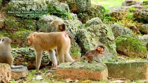 OH GOD HELP REX BACK! MON ROSE CRYING SCARES BAD MONKEY STEALING BABY REX