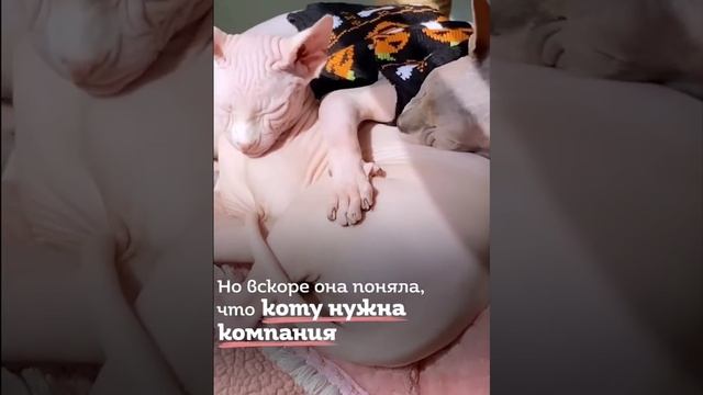 Сфи_нксы с разноцветными глазами помогли семье преодолеть заболевания ... посмотрите как это было.. смотреть онлайн