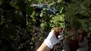 Малина Энросадира, сорт, который обязательно должен быть в каждом саду! Ферма "Омская Ягода".