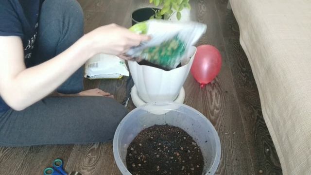 Пересаживаю МАНДАРИН первый раз ? смотреть онлайн