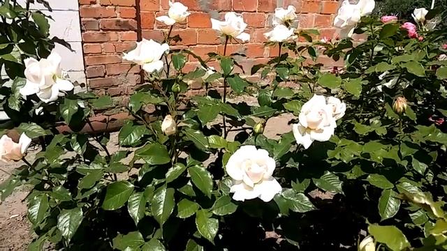 Роза Супер трупер,Чандос бьюти,Леонардо да Винчи..... смотреть онлайн