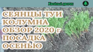 Туя западная колумна 2-х летка Сезон осень 2020 года Обзор посадка осенью питомник "Хвойный дворик"