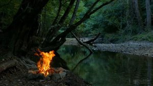Подкормка рассады томатов и перца дрожжами