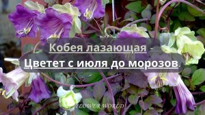 Кобея лазающая.(Cobaea scandens).?