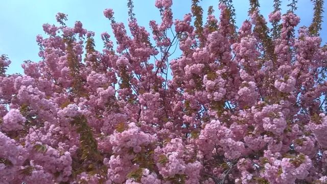 ПРЕДНАЗНАЧЕНИЕ И СМЫСЛ ЖИЗНИ смотреть онлайн