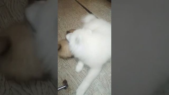 Самоед Бэлла и шпиц Хлоя смотреть онлайн