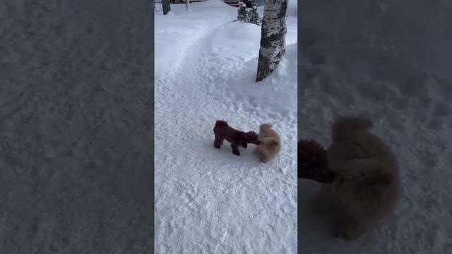 Мальтипу или той пудель?💓   # #maltipoopuppy #мальтипу #maltipoolove #toypoodle