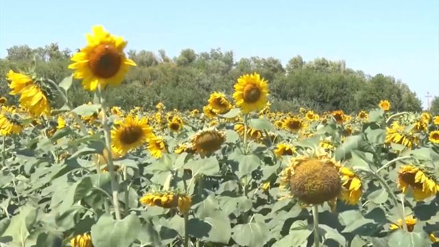 Мониторинг поля подсолнечника на опредиление опасного карантинного заболевания фомопсис смотреть онлайн