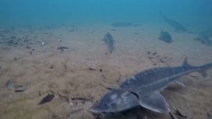 Эксперимент советских учёных-генетиков: осётр гибрид РОЛО (Русский + Ленский). Зарыбление пруда