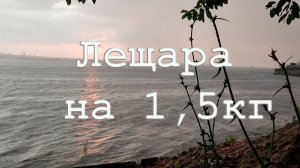 Лещ на Волге в июне 2024