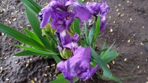@Гусариха \\ Диван не Купили\\#Жалоба#мнение