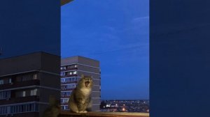 песня /MGMT - Little Dark Age.