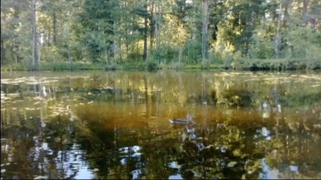 Бор сосновый  одиноко стоит ,  Алексей Толстой ,  Русская Поэзия  , читает Павел Беседин