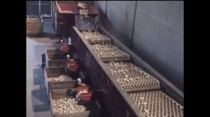 JJBroch - Сортировщик головок чеснока.