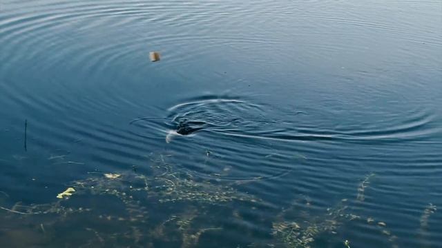 На рыбалку за крупной плотвой в июле на большую воду водохранилища смотреть онлайн