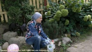 Уход за хвойными растениями осенью