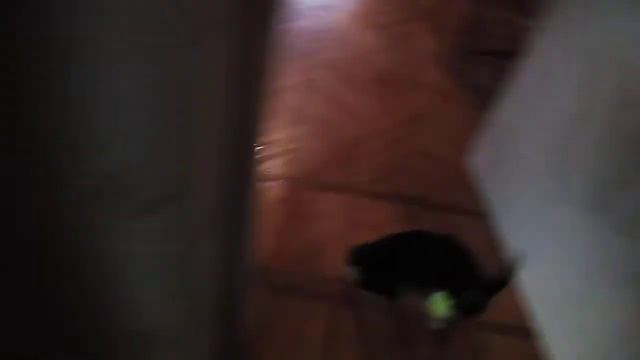 Собачья жизнь Жужа и Тёма смотреть онлайн