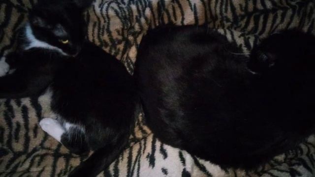 Позы в которых отдыхают наши питомцы 6. / Коти відпочивають./ Poses in which our pets rest 6. смотреть онлайн