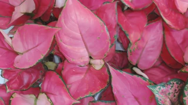 Приемка растений из Азии. Philodendron pink princess, Aglaonema, Anthurium clarinervium, Orchids