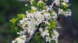 Черешня Цветёт! Яркая весенняя Черешня на Юге | Футажи красивая природа [4K]