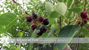 ирга колосистая