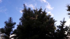 Тольятти Автозаводский район Дендрарий, красивые места.