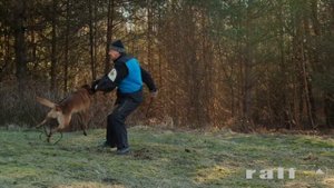 Тренировка полицейских собак (К9)