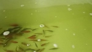 УЗВ нагрев воды ( теплообменник )