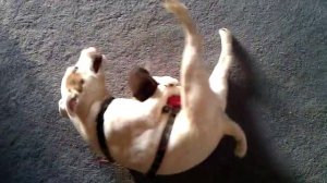 Horny Little Dog Humping His Toy