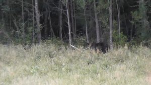 Удмуртия охота на медведя  18.08.2016