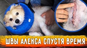 Швы Алекса спустя несколько дней. Оперируем Семку и Марсика. Сцеживаем Чака. Нукер прорвался в дом.