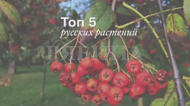 ТОП-5 русских растений. Черноплодная рябина