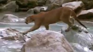 Мама медведь зашитила своего сына от льва