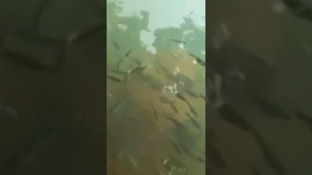 Река Нурек! Малек карася! смотреть онлайн