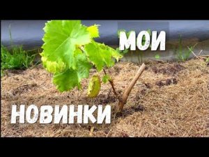 Мои новинки на винограднике в середине июня.