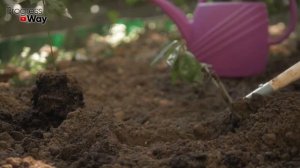 Осенняя посадка чеснока от "А" до "Я". Все нюансы и тонкости осенней посадки чеснока!