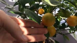 Мандариновое дерево в домашних условиях. Mandarin tree