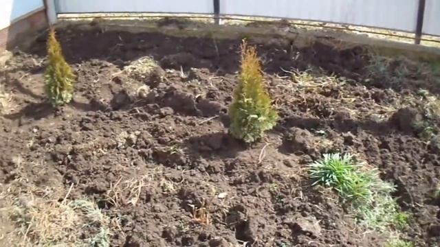 Посадка туя Смарагд