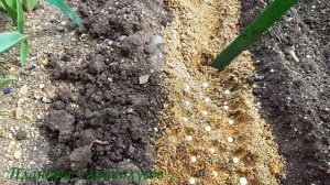 Делюсь секретами! Как сажать детки гладиолусов