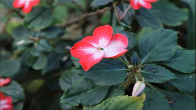 Orquídeas e minhas flores favoritas lindas imagens Orchids and my favorite flowers beautiful images смотреть онлайн