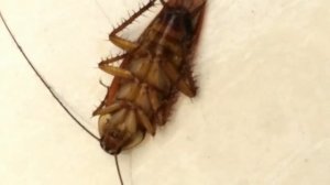 Большой таракан