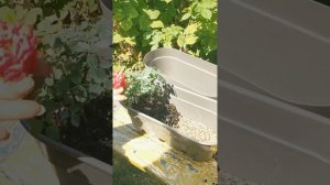 Горшок с автополивом Латина