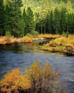 Тайная жизнь растений 3. Духовная суть растений.