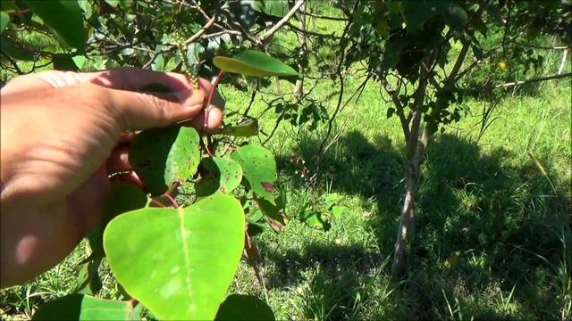Kareumbi (Homalanthus populneus) смотреть онлайн